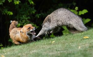 2026-06-01 RACOON FOX SERIES_9V2 copy.jpg