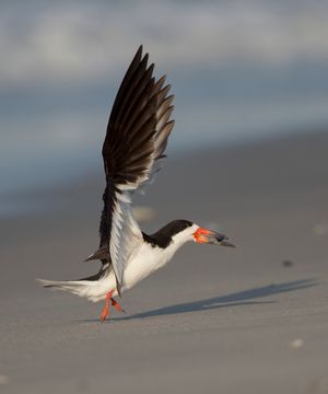 2016-08-29 BSKIMMER FISH_2_10v2.jpg