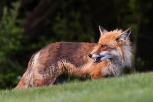 2025-04-29 FOX DARK_8v2 copy.jpg