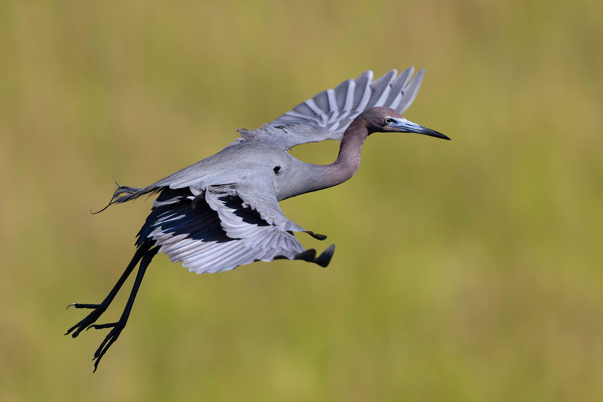 2024-05-22 LB Heron 2_1v2 copy.jpg