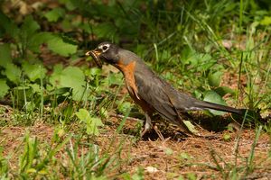 2014-05-26 Robin WORM_15v2.jpg