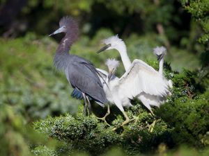 2019-06-21 LBH with nestlingsV2.jpg