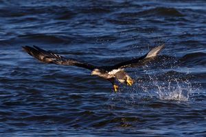 2025-11-04 BE IF JUVI FISH_5V2 copy.jpg