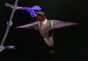 2023-07-12  RTHB PURPLE 01_1V2.jpg