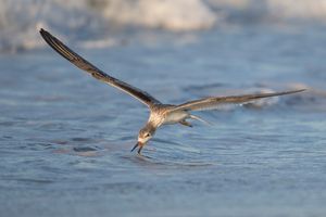 2016-08-30 BSKIMMER JUV SKIM_1v2.jpg