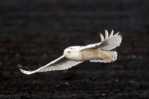 2014-02-02 Snowy IF Series1_15v2.jpg