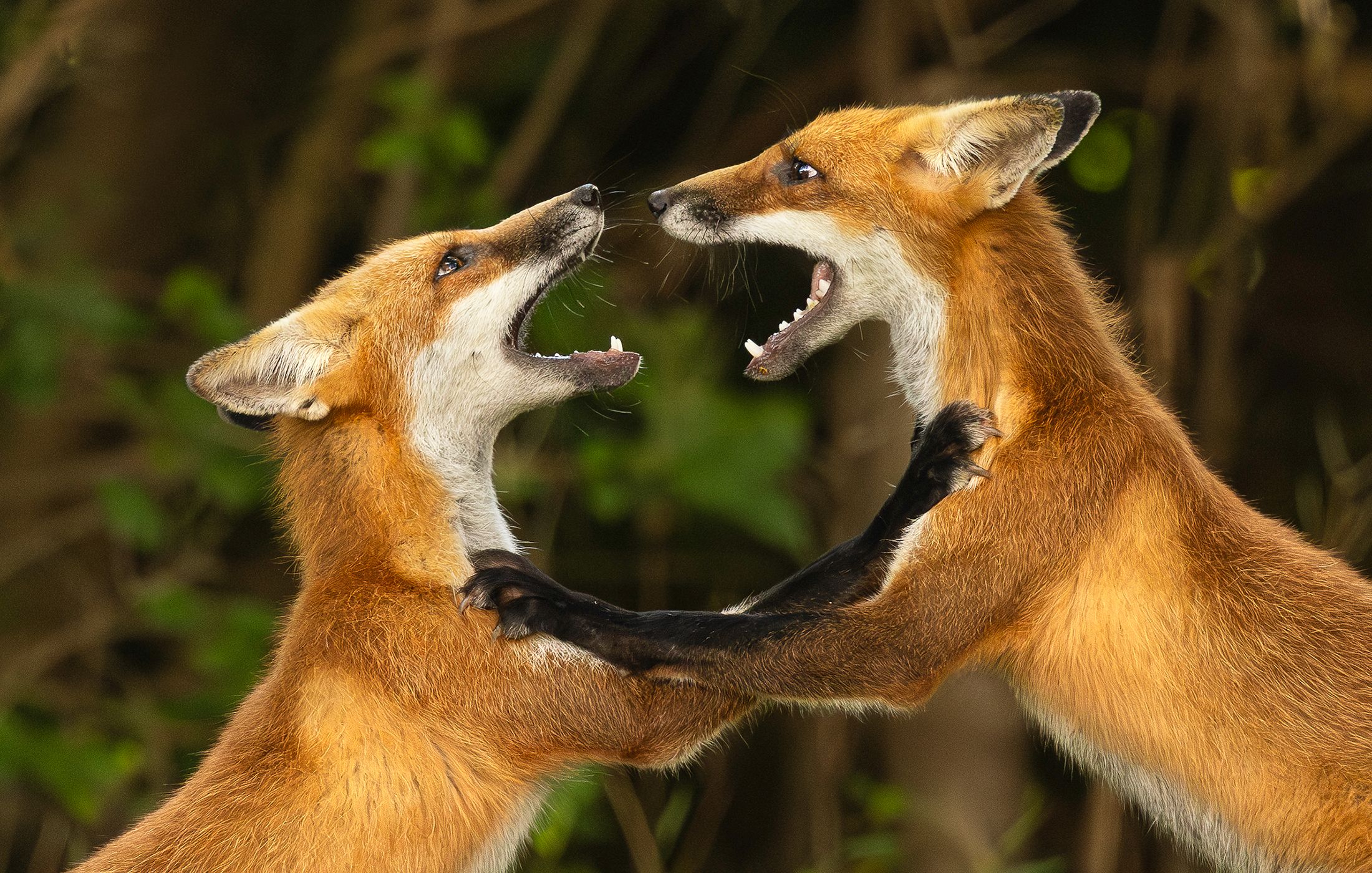 2026-09-10 FOX SIBLINGS_20v3 copy.jpg