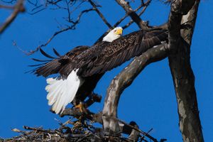 2026-03-28 BE NEST_16v2 copy.jpg