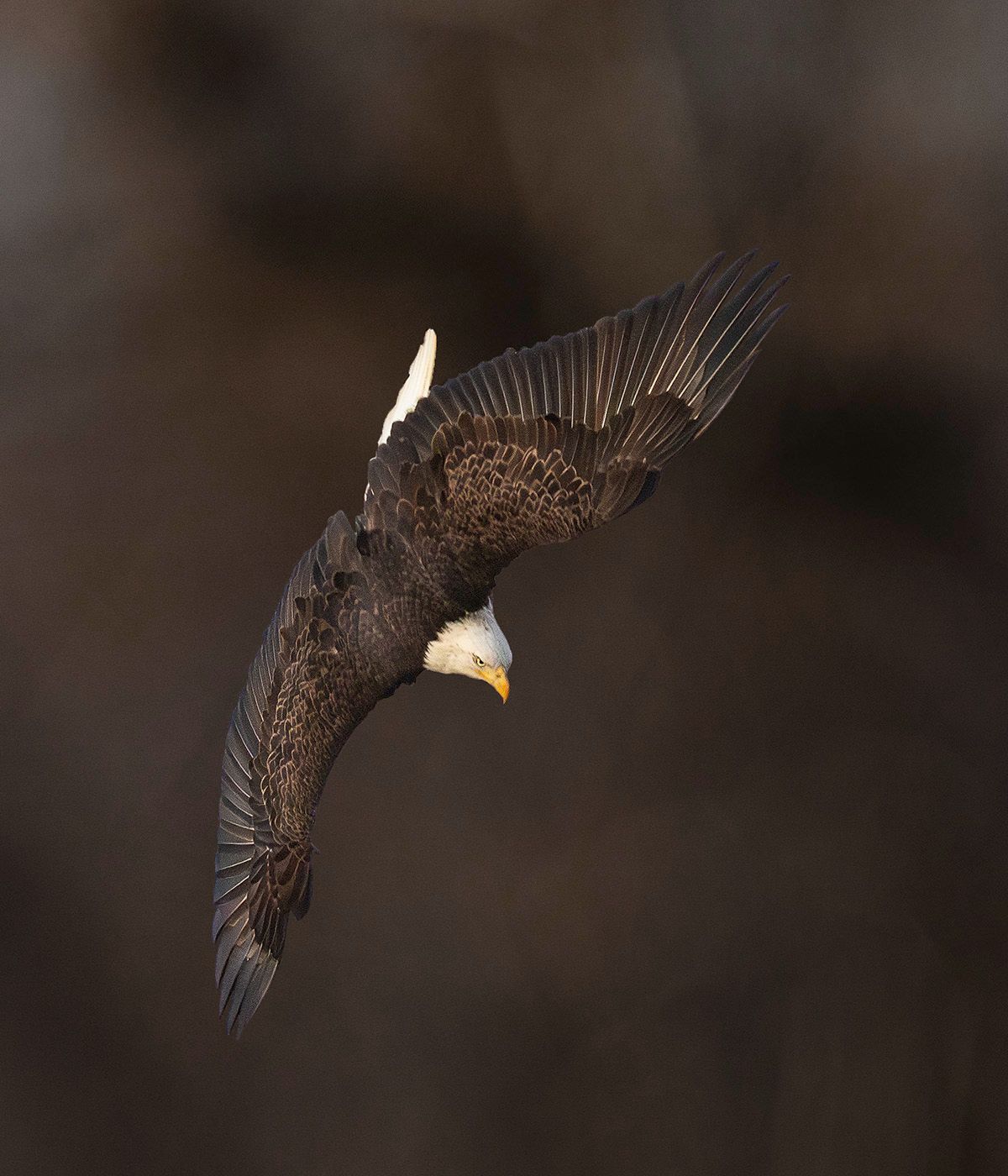 2025-12-12 BE BG Dive_1 copy.jpg