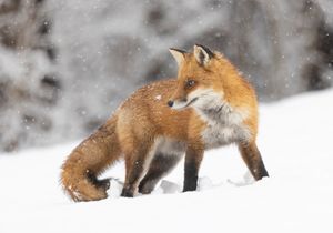 2024-02-13 FOX SNOW_16V2.jpg