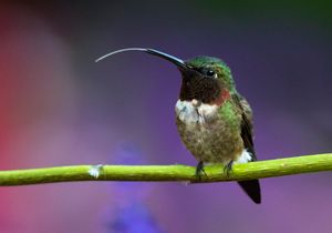 2021-08-05  RUBY PERCHED 1 (13V4).jpg