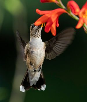 2023-07-13  RTHB JUVI CROC 01_1v2.jpg