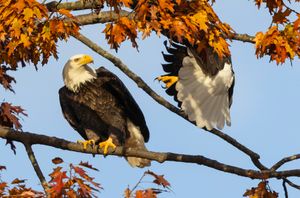 2025-11-05 BE PERCHED_1v2 copy.jpg