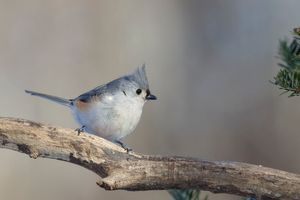 2016-01-24 TMouse_2V2.jpg