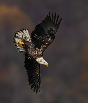 2025-11-12 BE IF JUV DIVE_3v2 copy.jpg