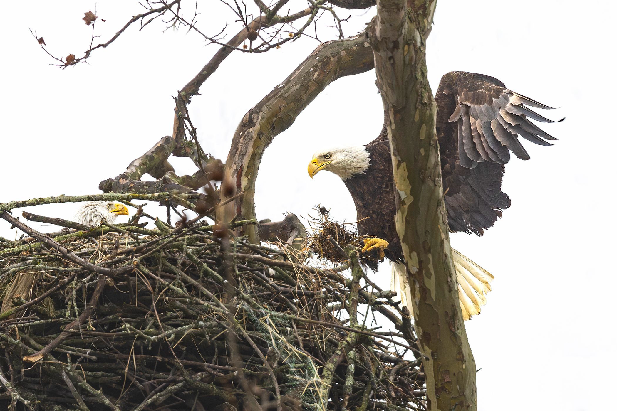 2026-04-03 BE NEST_6v2 copy.jpg