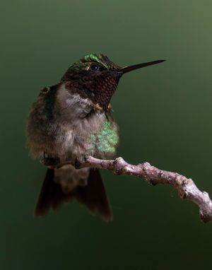 2022-06-10 RTH PERCHED_16V2.jpg