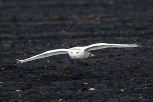 2014-02-02 Snowy IF2_8v2.jpg