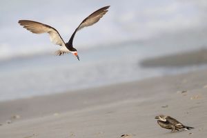 2015-09-25 SKIMMERS IF ADULT FISH JUV.jpg