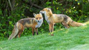 2026-05-30 FOX HE SHE_14v2 copy.jpg