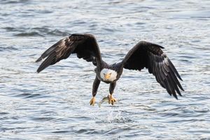 2025-12-09 BE IF FISH_1v2 copy.jpg