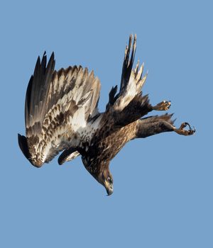 2023-11-06 DEER BE JUVI DIVE_4v2.jpg