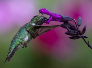 2023-08-10  RTHUM ADULT PURPLE 01_1v2.jpg