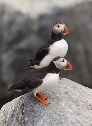 2013-07-09 Puffins_1v2_Ted_Ellis_Photography.jpg