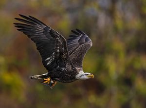 2025-11-12 BE IF JUV DIVE EDITED_24v2 copy.jpg