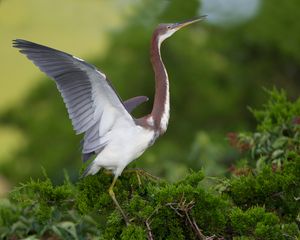 2016-07-17 TRICOLORED HERON6 PAIR_2V2.jpg