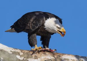 2023-11-02-23 BE PERCHED FISH_2V2.jpg