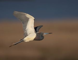 2023-05-15 TCH IF_01v2.jpg