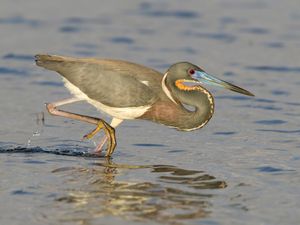 2012-03-23 Clearwater Tricolored Heronv2.jpg