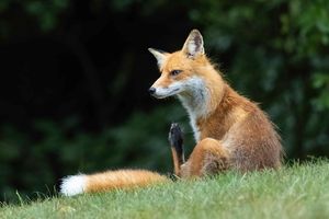 2024-07-23 FOX1 SCRATCHING_15V2 copy.jpg