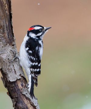 2016-02-06 DOWNYv2.jpg