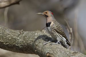 2015-04-13 Flicker 4TREE_4V3.jpg