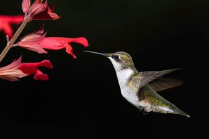 2024-07-27 RUBY JUVI RED_25V2 copy.jpg