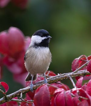 2023-10-03 CDee_01_2v2.jpg