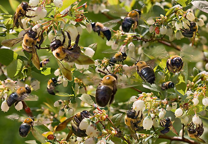 Bumble Bees on Blueberry Blossoms.