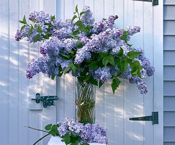 Lilac Shed