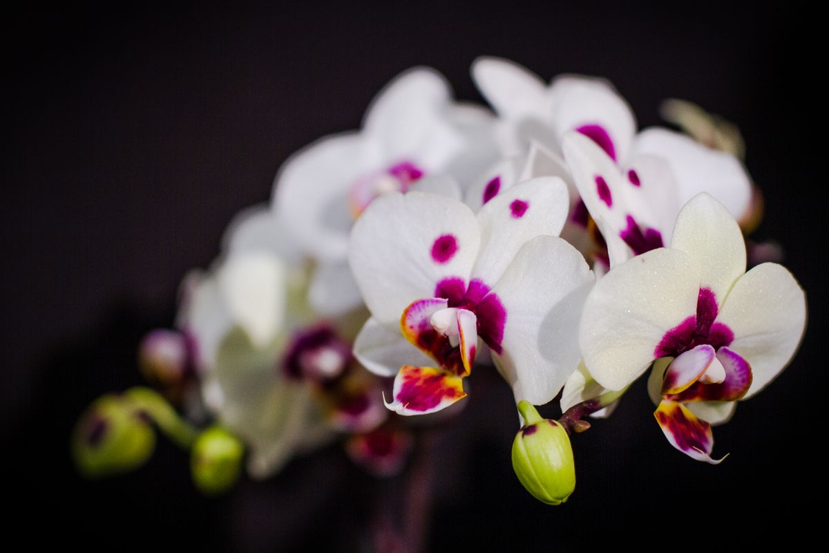 Mystique Orchids