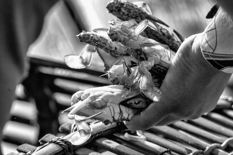 lady crabs 3_0143.jpg