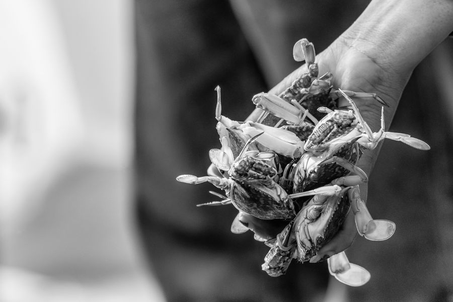 lady crabs 3_0140.jpg