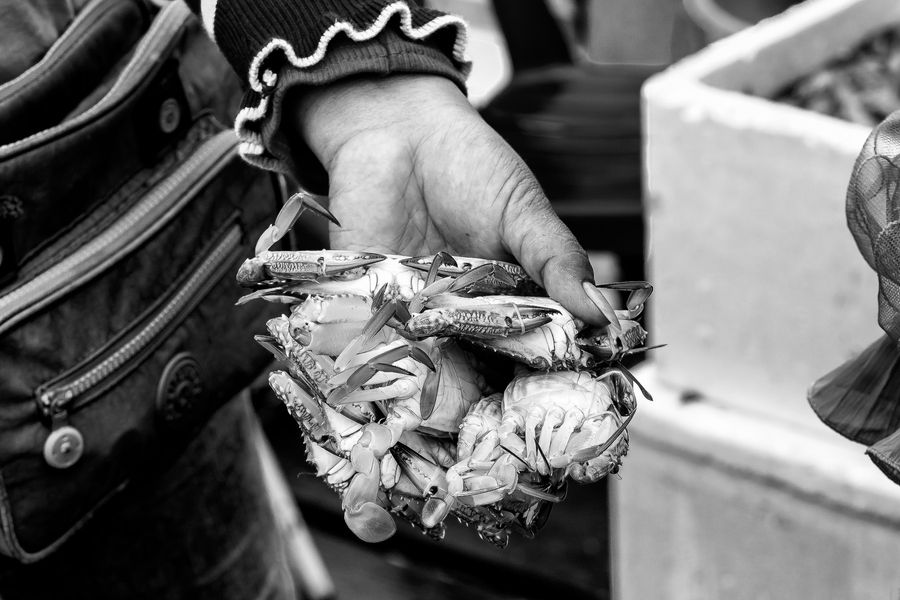 lady crabs 2_0131.jpg