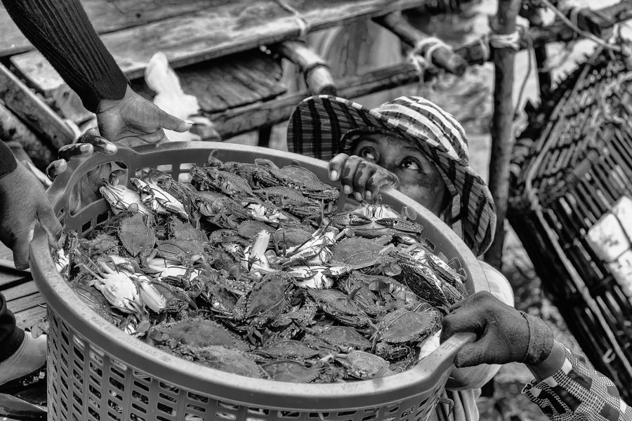 lady crabs 2_0044.jpg