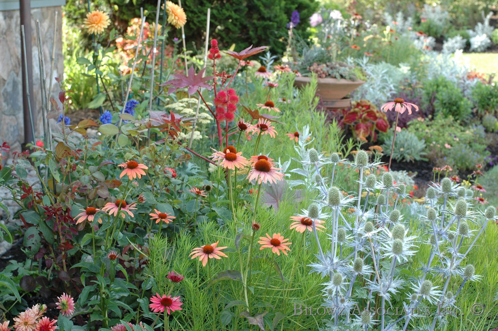 A Perennial Border popping with color - Image and design by Bilowz Associates Inc. Copyright.jpg