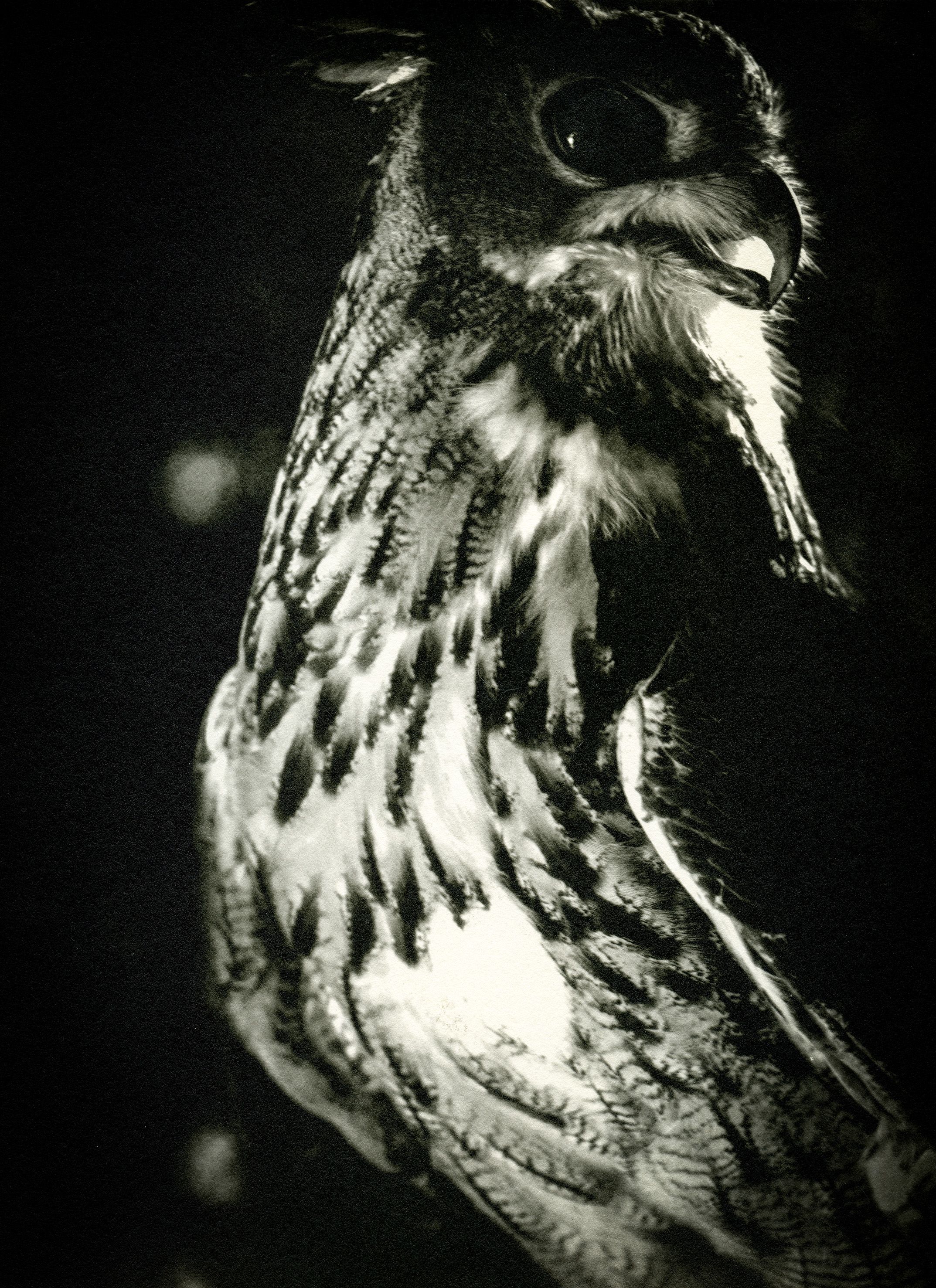 Owl.1reduced.jpg