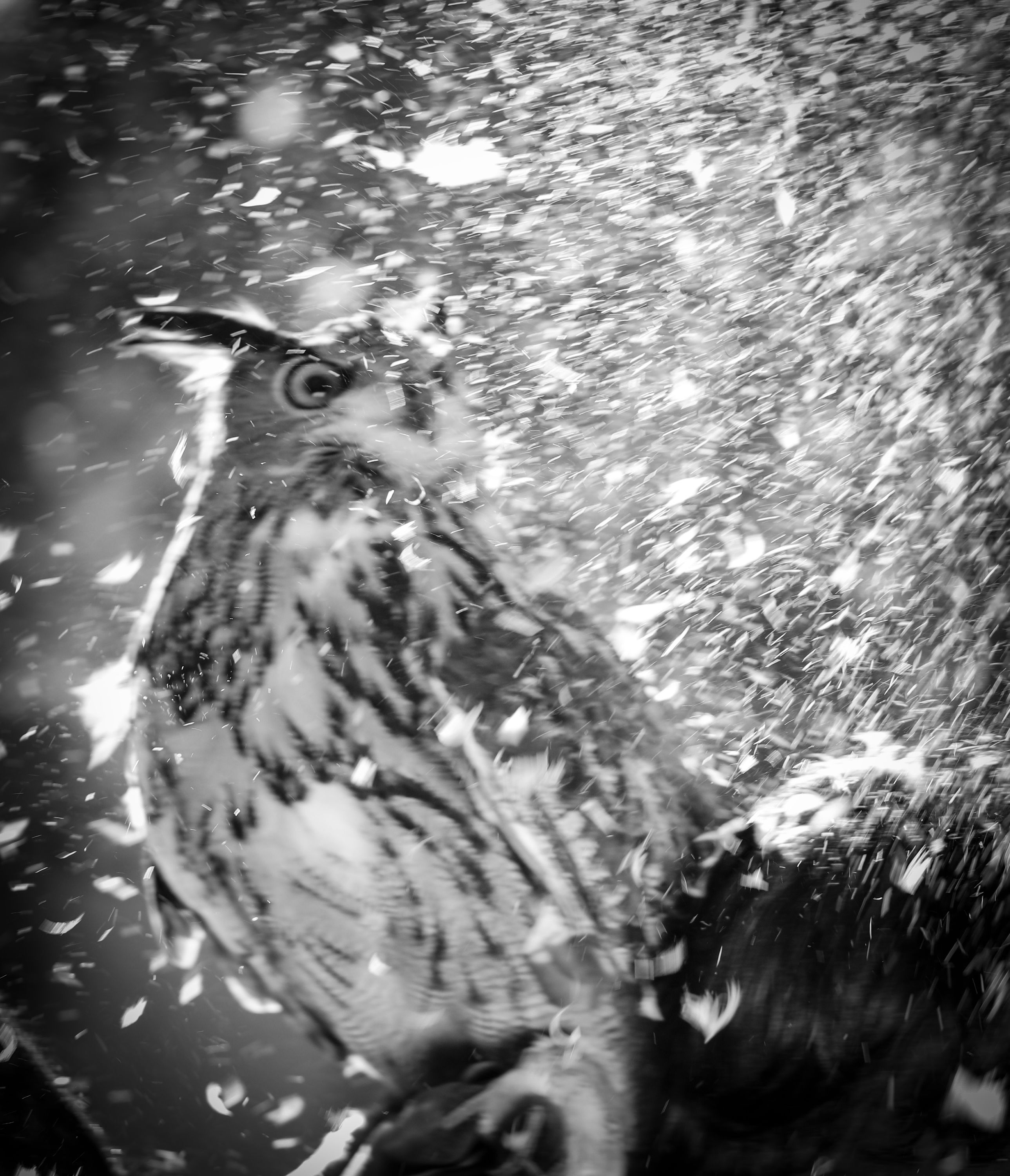 owlsnow.jpg