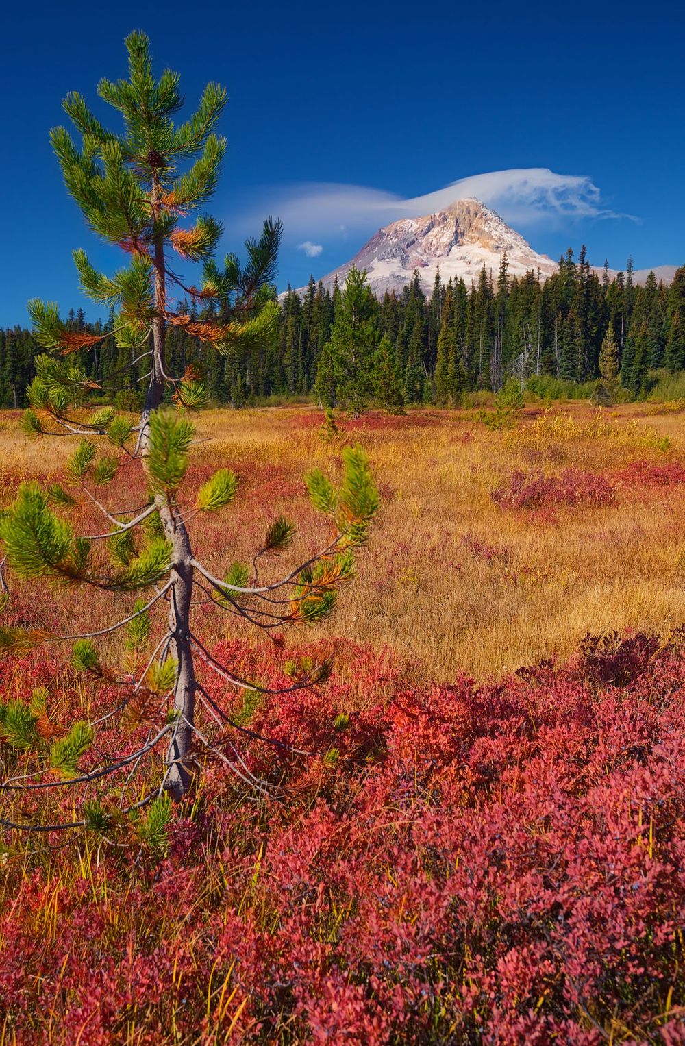 Oregon Elk Meadows, Fall, Mount Hood