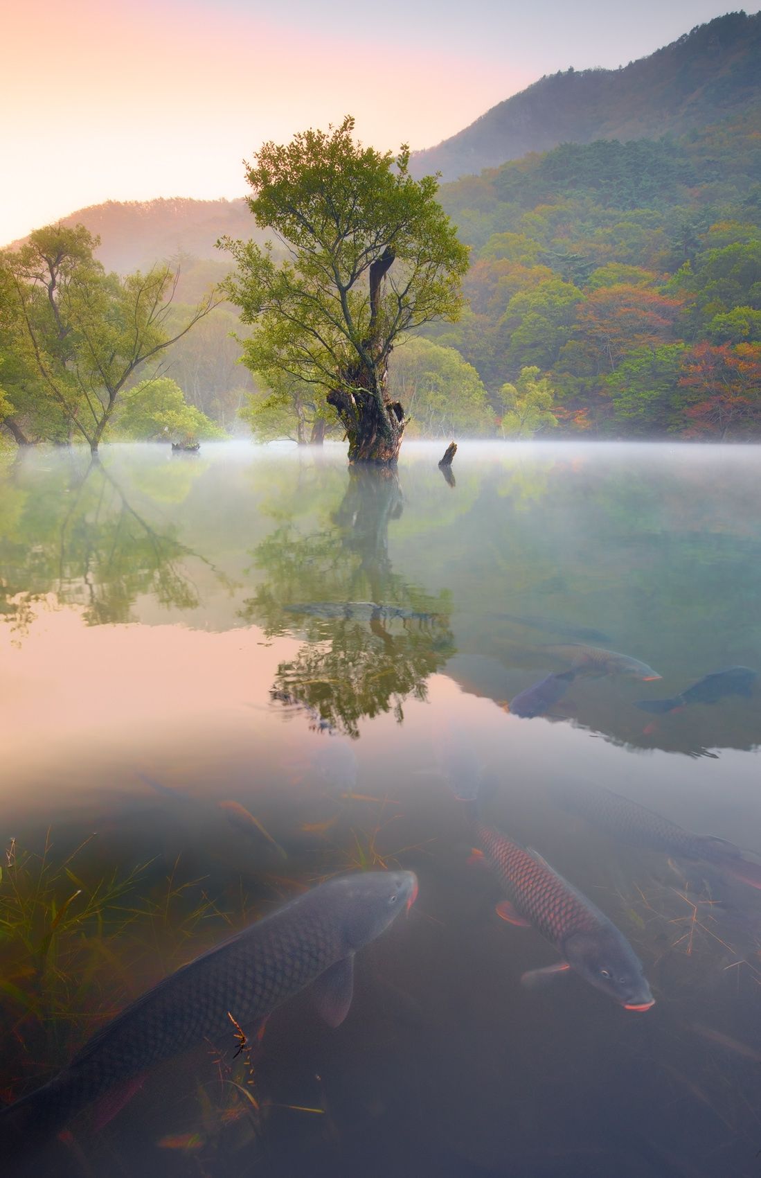 Ju Wang San National Park, South Korea. Judges' Choice Award, North American Nature Photography Association (NANPA) Showcase 2018 Competition. Early Autumn, JuSanJi